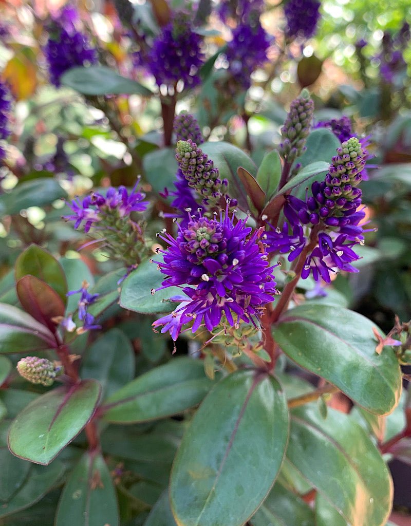 Hebe 'Amy' - The Garden Corner