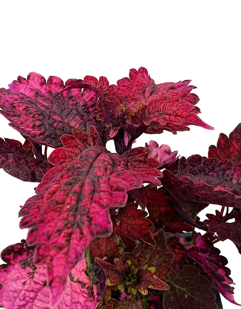 Coleus 'Florida Sun Rose'
