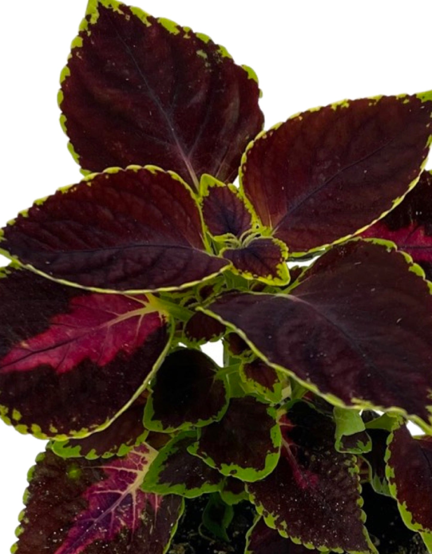Coleus 'Orchard Road' - The Garden Corner