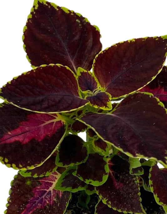 Coleus 'Orchard Road' - The Garden Corner