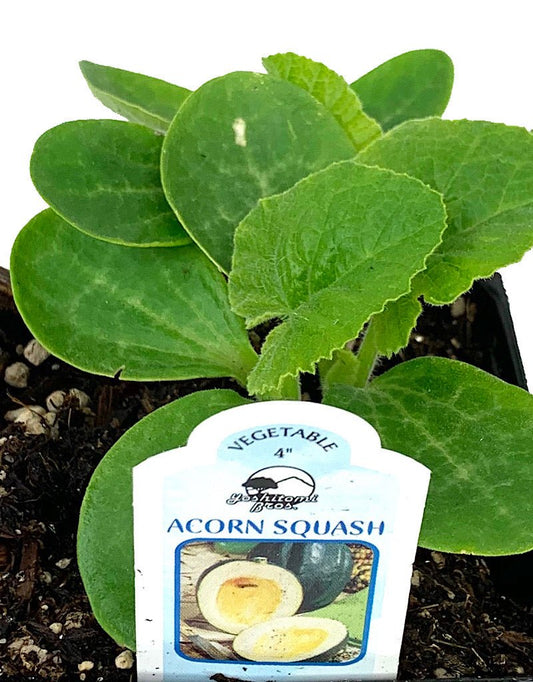 Squash 'Acorn Table Ace' 4 inch - The Garden Corner