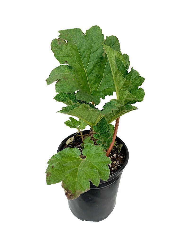 Gunnera manicata - The Garden Corner