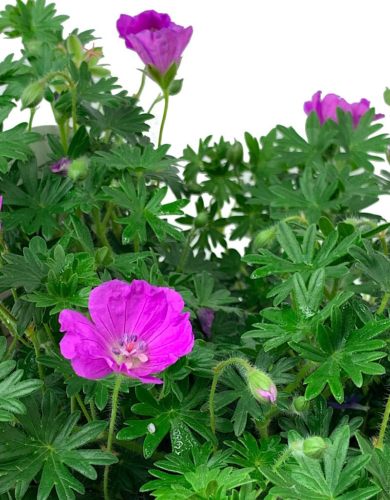 Geranium sanguineum 'New Hampshire' 1 Gallon