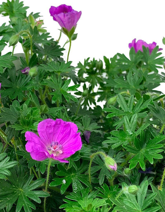 Geranium sanguineum 'New Hampshire' 1 Gallon - The Garden Corner