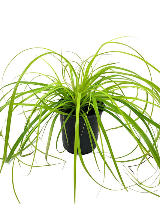 Carex oshimensis 'EverColor Everillo' - The Garden Corner