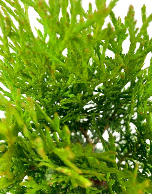 Thuja occidentalis 'Little Giant' - The Garden Corner