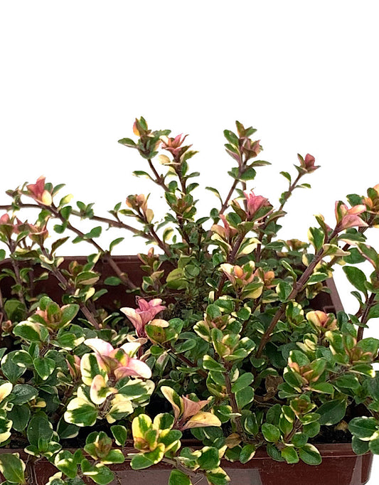 Thymus pulegioides 'Foxley' 4 inch - Perennials