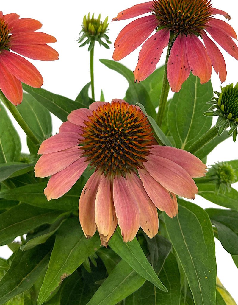 Echinacea 'Sombrero Poco Hot Coral' 1 Gallon - The Garden Corner