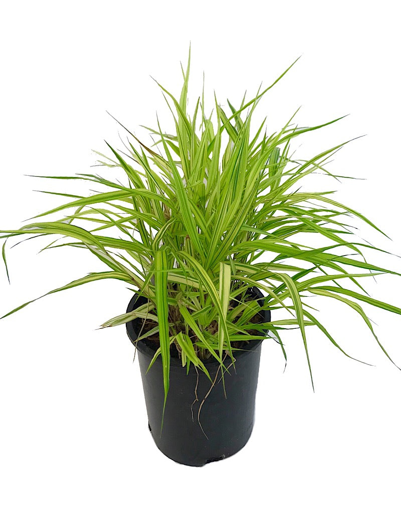 Hakonechloa macra 'Aureola'