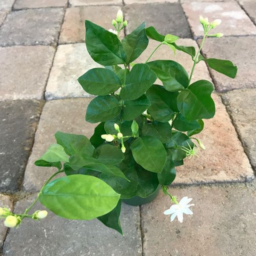 Jasmine sambac- 4 inch - Tropical Plants
