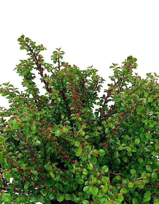 Cotoneaster apiculatus 'Tom Thumb' 1 Gallon - The Garden Corner