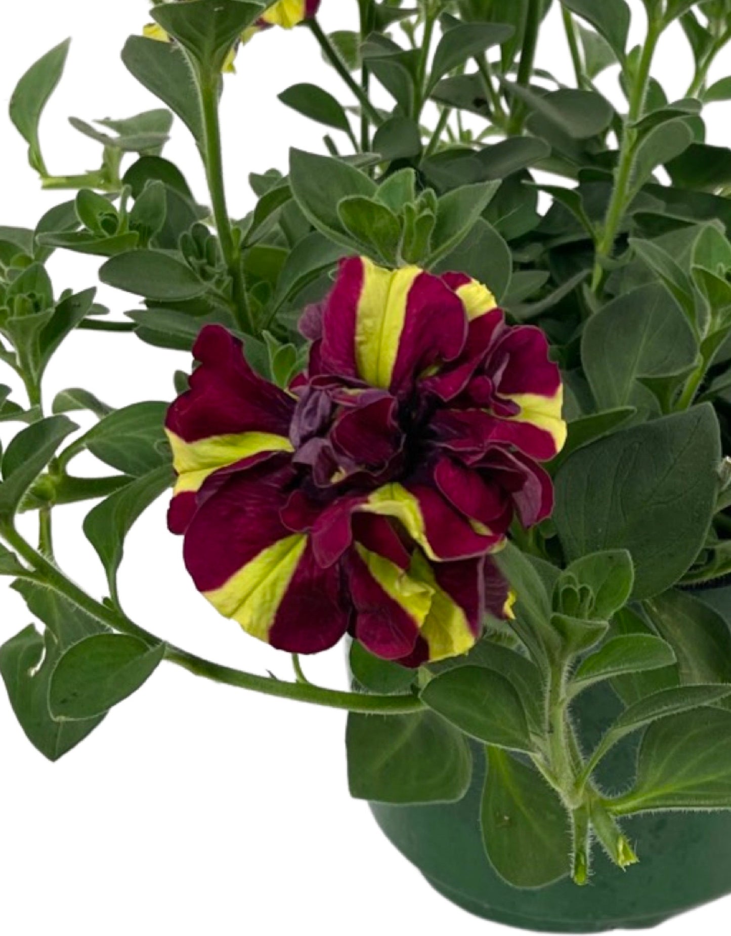 Petunia 'Double Vogue Lemon Berry' 6 Inch - The Garden Corner