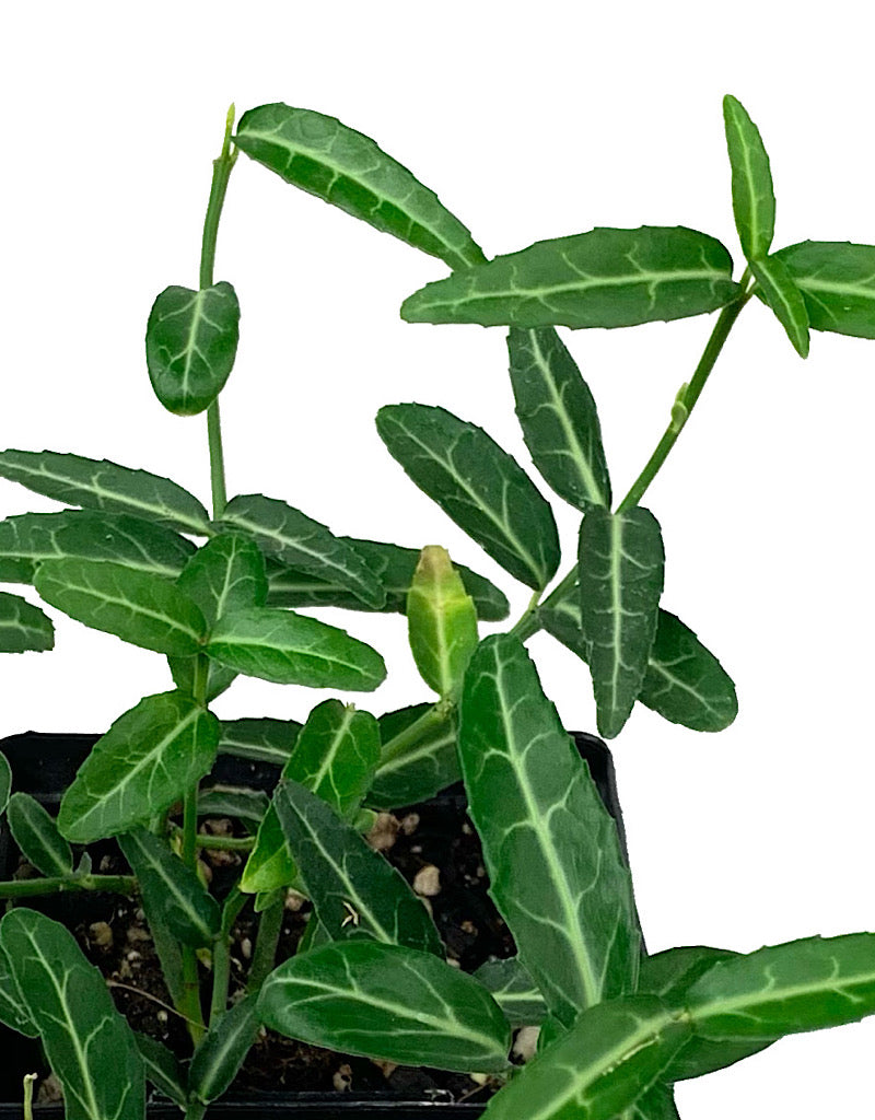 Euonymus fortunei 'Wolong's Ghost' 4 inch