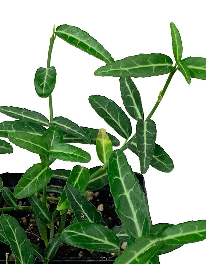 Euonymus fortunei 'Wolong's Ghost' 4 inch - The Garden Corner