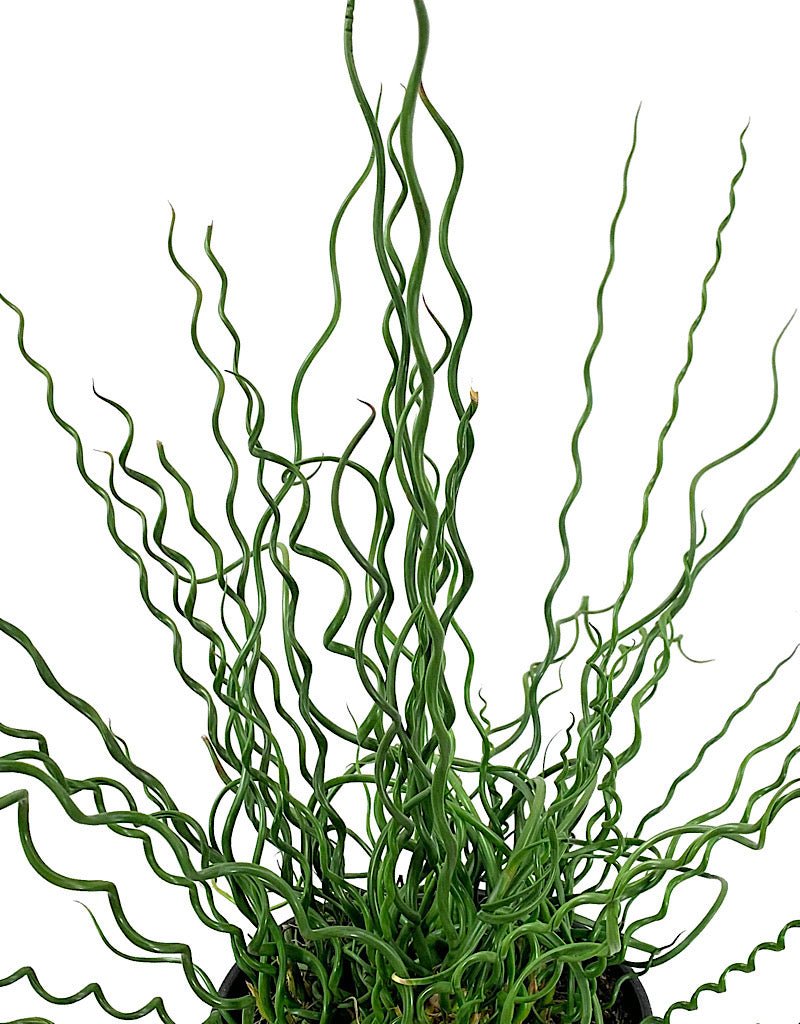 Juncus Effusus 'Big Twister' 1 Gallon - The Garden Corner