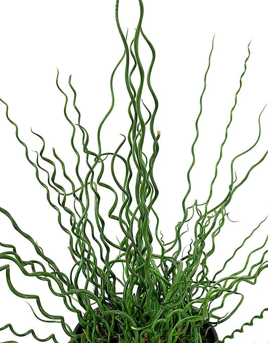 Juncus Effusus 'Big Twister' 1 Gallon - The Garden Corner