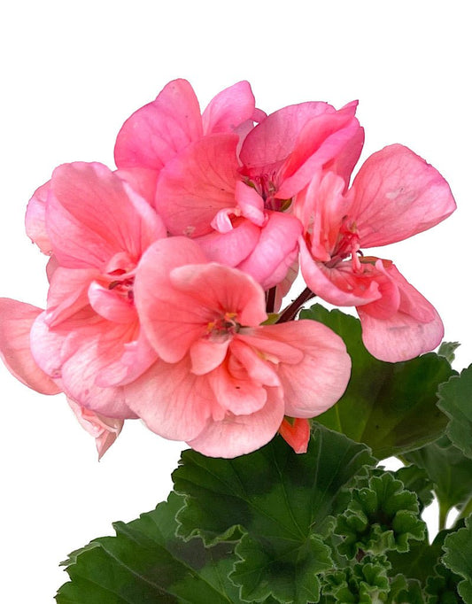 Geranium Zonal 'Tango Salmon' - The Garden Corner
