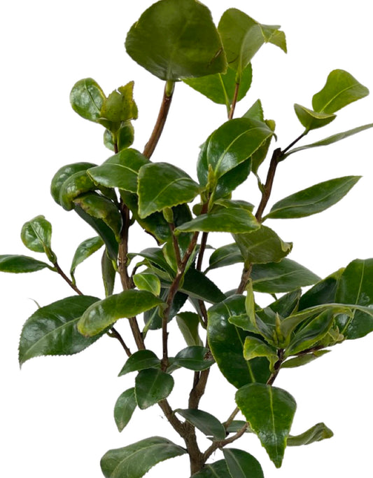 Camellia w. 'Jury's Yellow' 1 Gallon - The Garden Corner