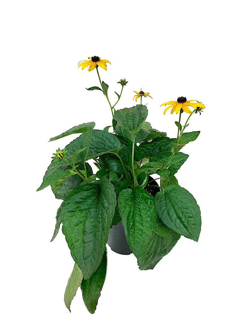 Rudbeckia fulgida var. sullivantii 'Goldsturm' - Perennials
