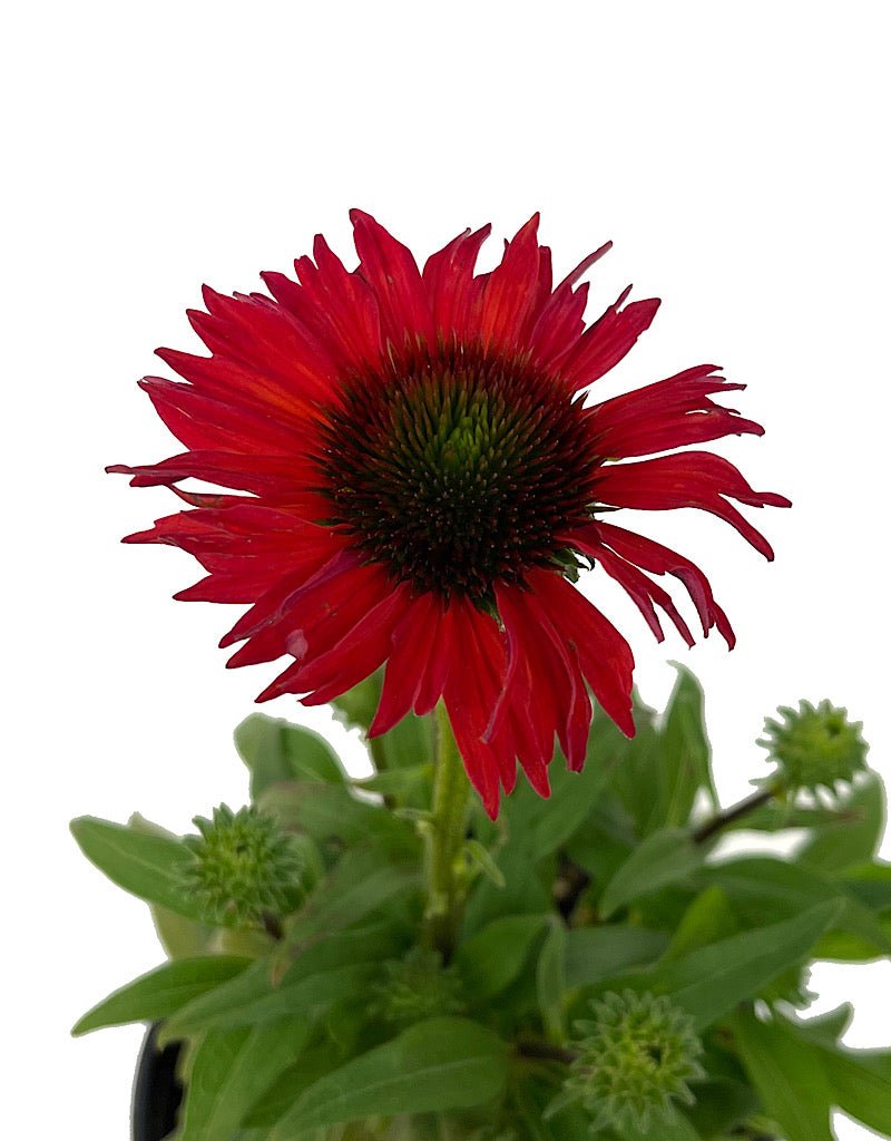 Echinacea 'Kismet Red' 1 Gallon - The Garden Corner