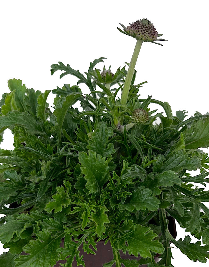 Scabiosa 'Harlequin Blue' Quart