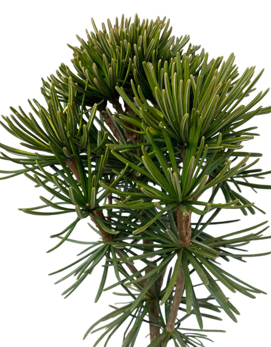 Sciadopitys verticillata 'Typ Bohlje' - The Garden Corner