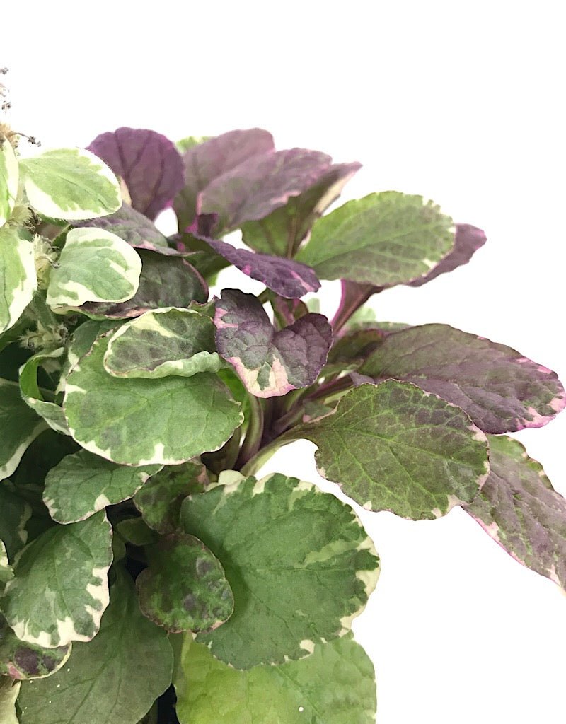 Ajuga 'Burgundy Glow' 4 Inch - The Garden Corner