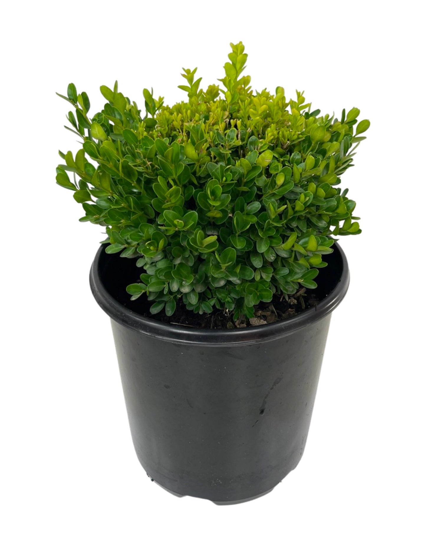 Buxus s. 'Suffruticosa'