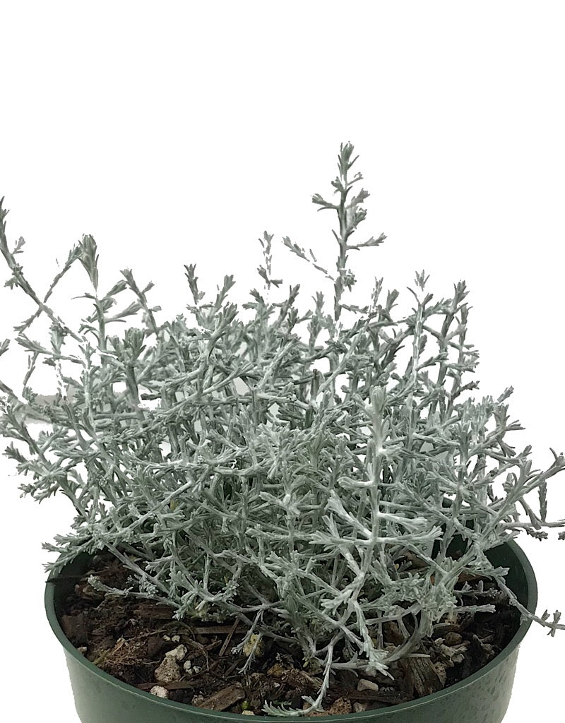 Calocephalus b. 'Twiggy' Quart - The Garden Corner