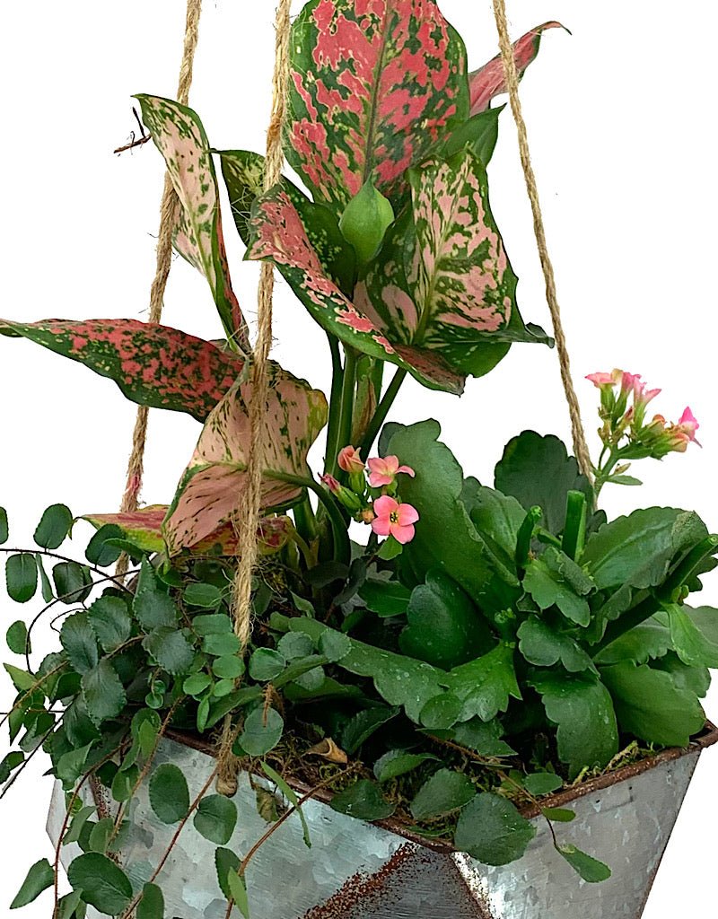 Hanging Garden 22 - The Garden Corner