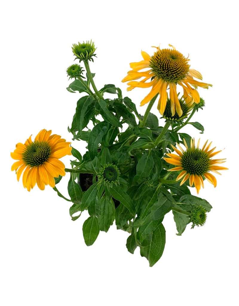 Echinacea 'Evolution Yellow Falls'