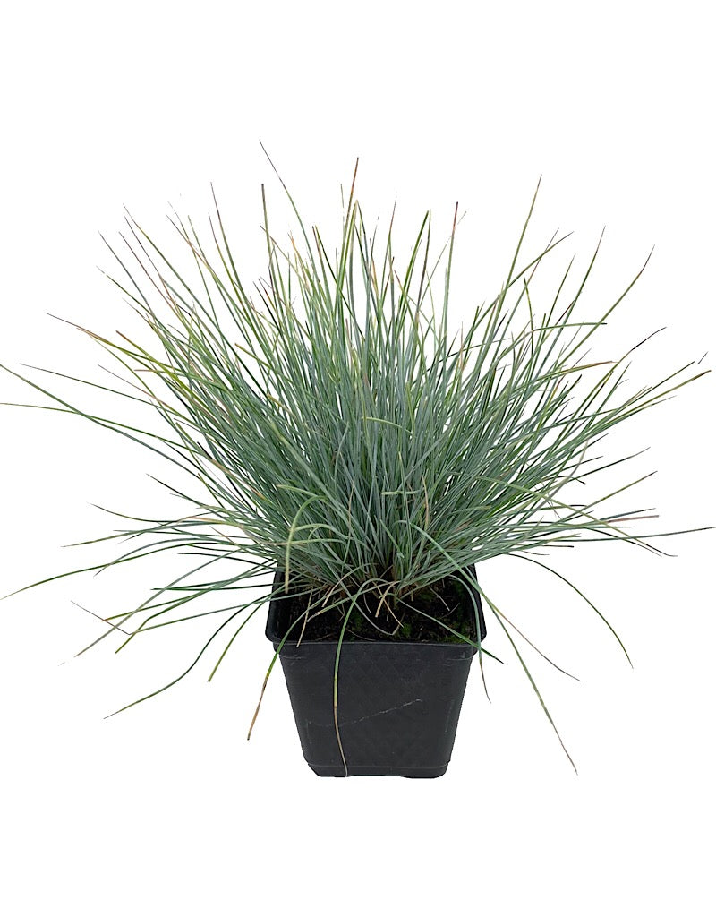 Festuca glauca 'Elijah Blue'