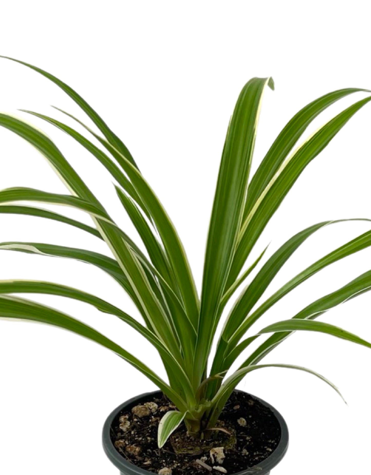Chlorophytum comosum 'Ocean' Quart - The Garden Corner