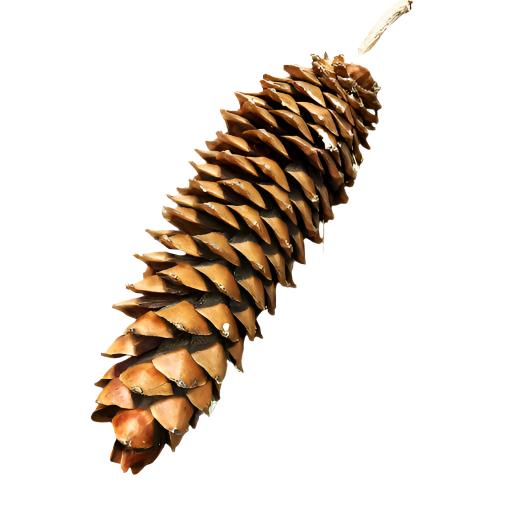 Sugar Pine Cone Large - The Garden Corner