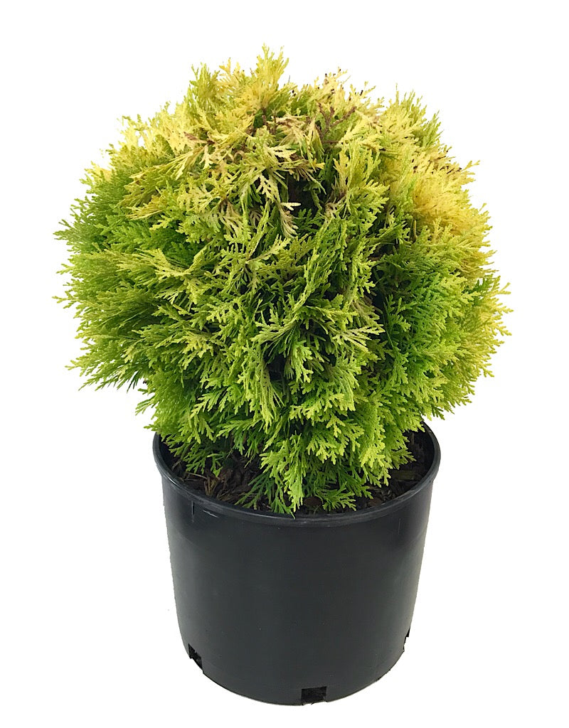 Thuja o. 'Autumn Moon' 3 gal