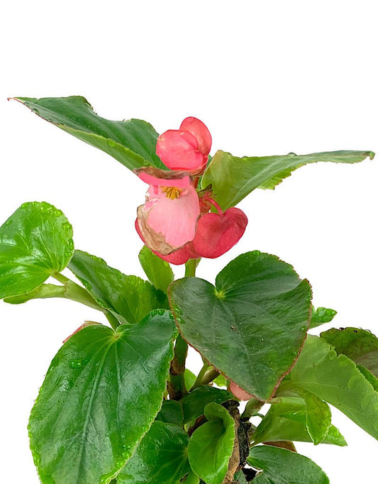 Begonia 'Dragon Wing Pink' - The Garden Corner