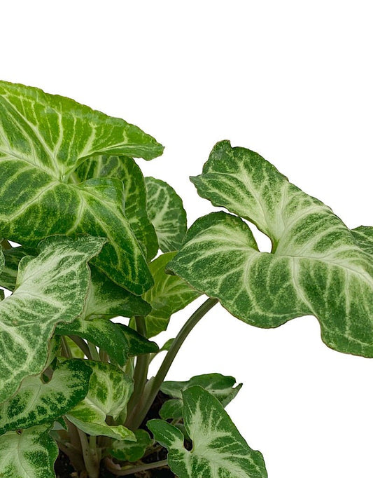 Syngonium podophyllum 'Glo Go' 4 inch - The Garden Corner