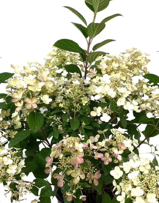 Hydrangea paniculata 'Quick Fire' 2 Gallon - The Garden Corner