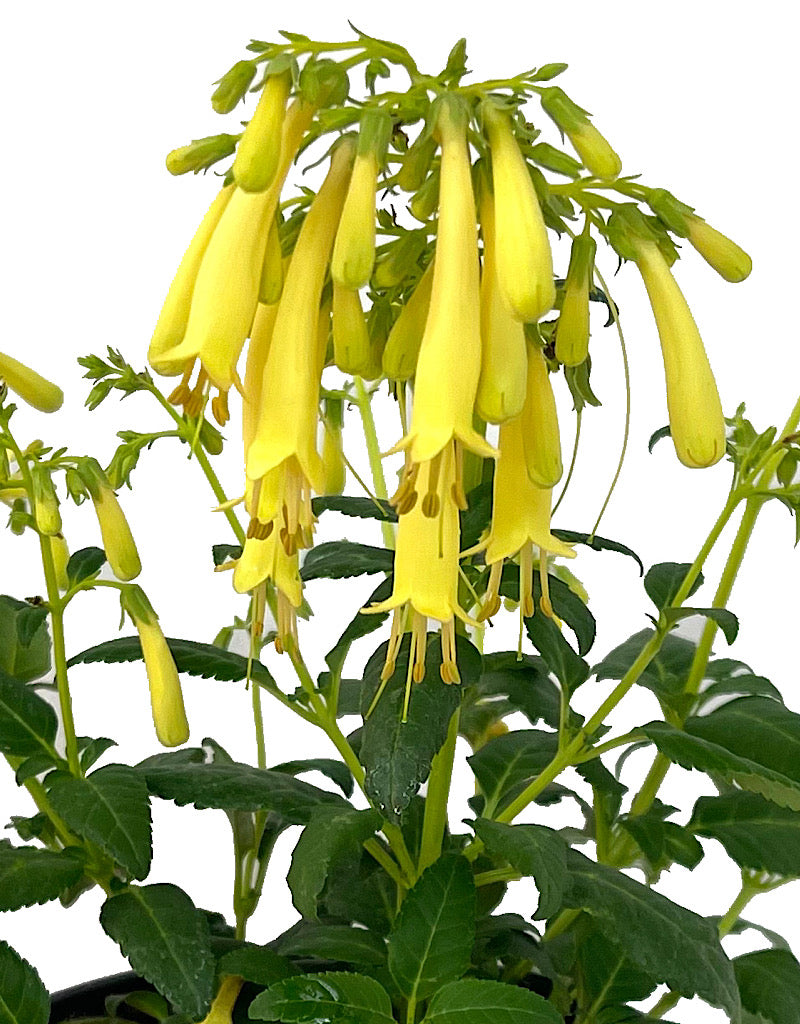 Phygelius 'Yellow Submarine' 1 Gallon