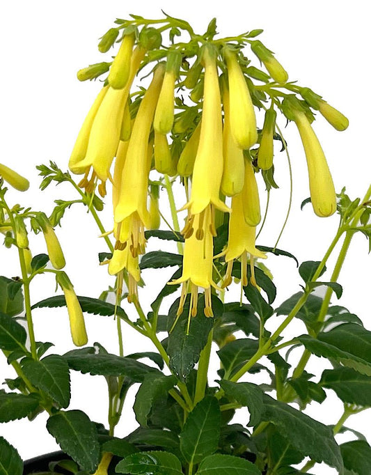 Phygelius 'Yellow Submarine' 1 Gallon - The Garden Corner