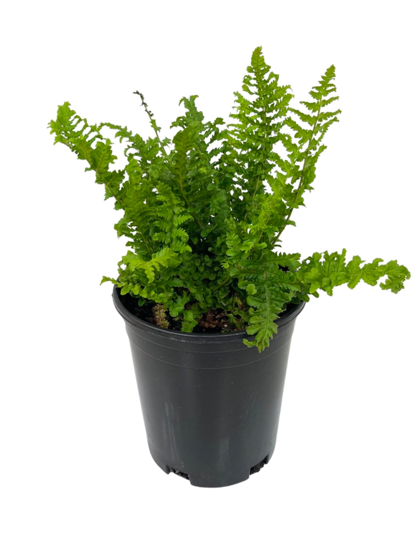 Dryopteris filix-mas 'Male Fern'