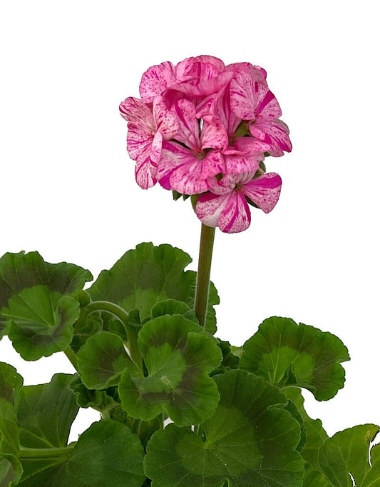 Geranium Zonal €˜Glitter Pink 5 Inch - The Garden Corner