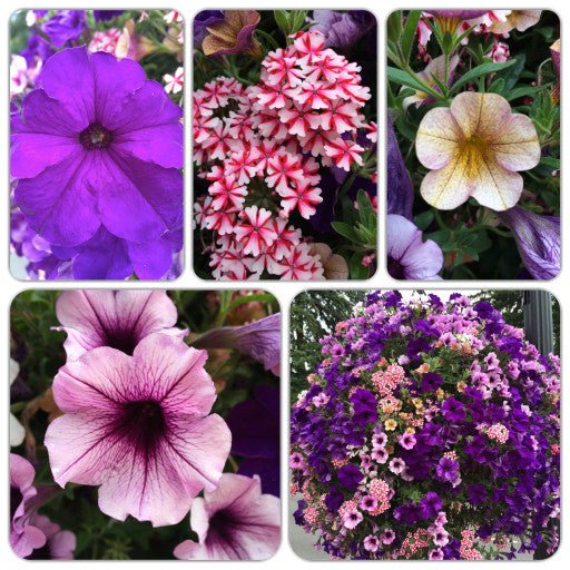 Our Passion Basket - Pre-Order - Annuals