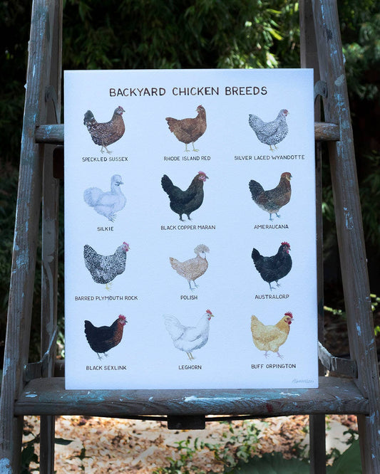 Backyard Chicken Breeds - The Garden Corner