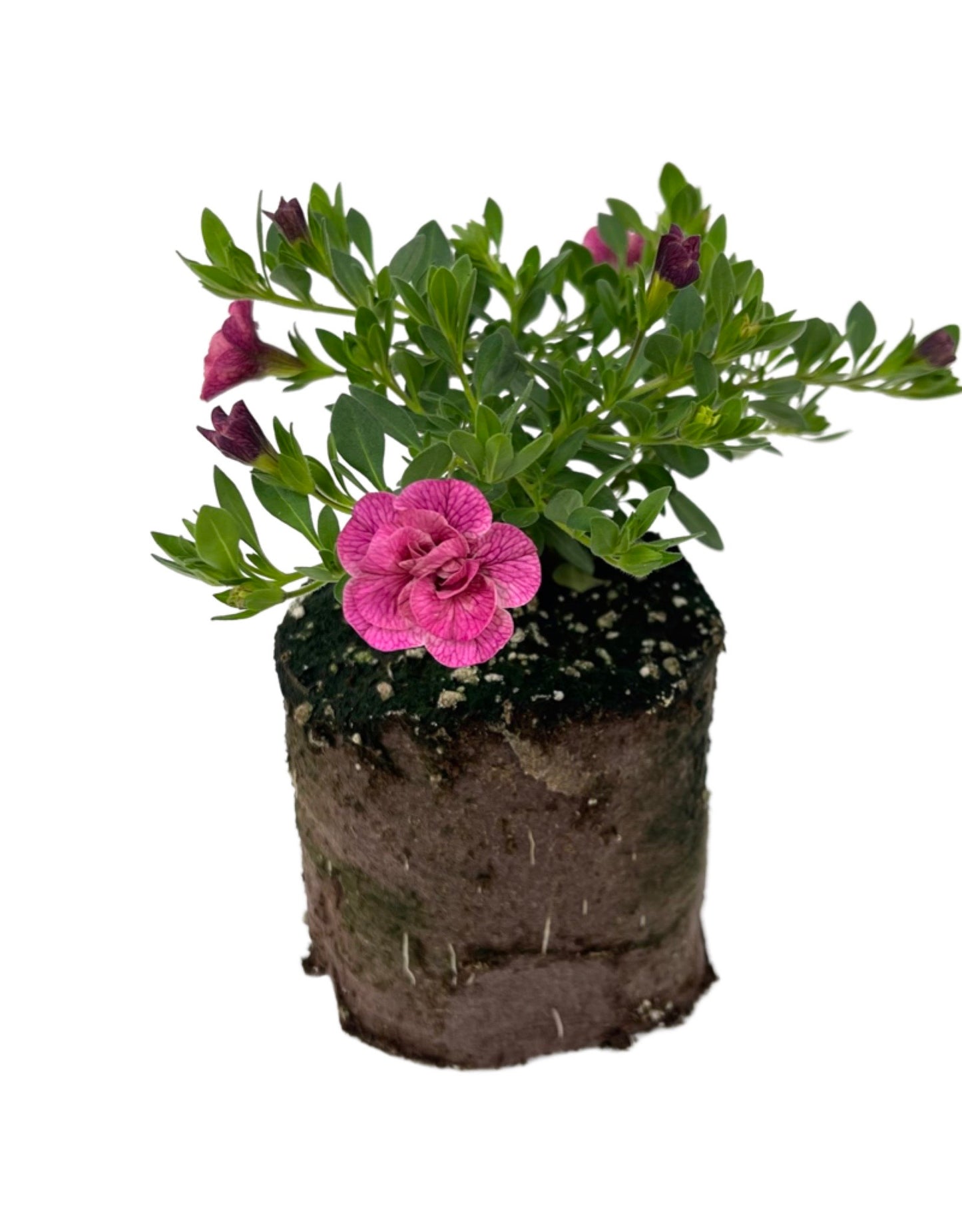 Calibrachoa 'Superbells Double Orchid' 4 Inch
