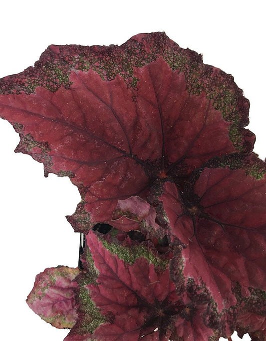 Begonia rex 'Ideal Red' - Quart - The Garden Corner