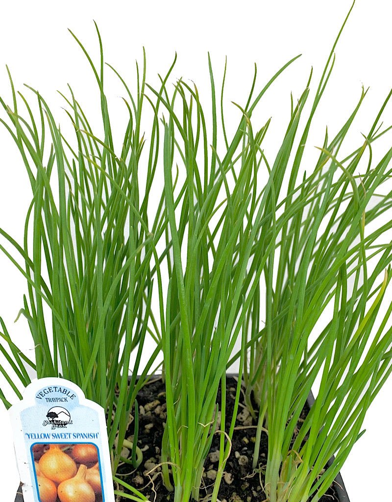 Onion 'Walla Walla' Traypack - The Garden Corner