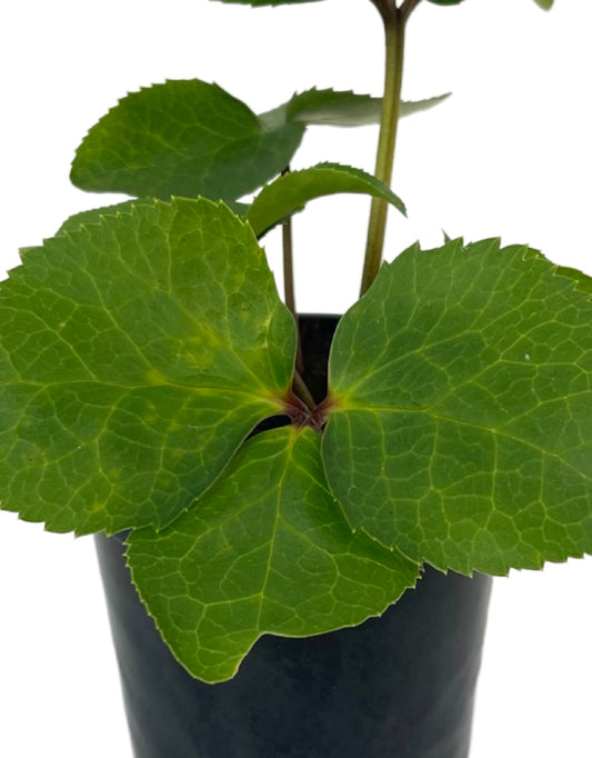 Helleborus Ice N Roses® 'Picotee' - The Garden Corner