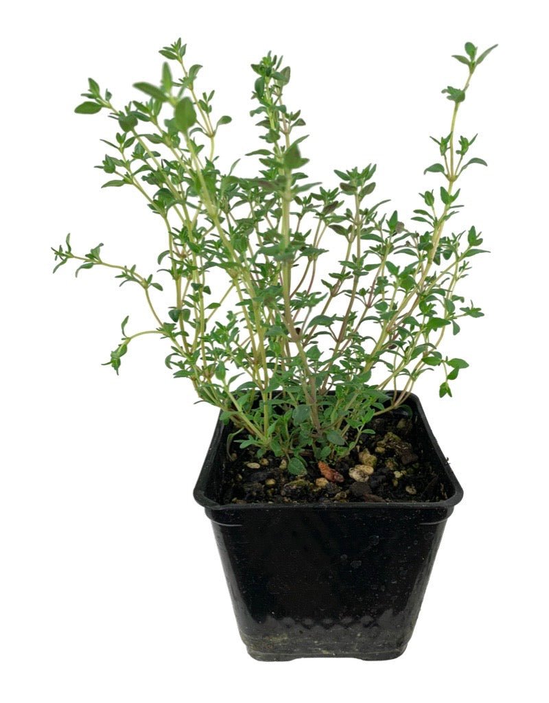 Thymus 'English - The Garden Corner