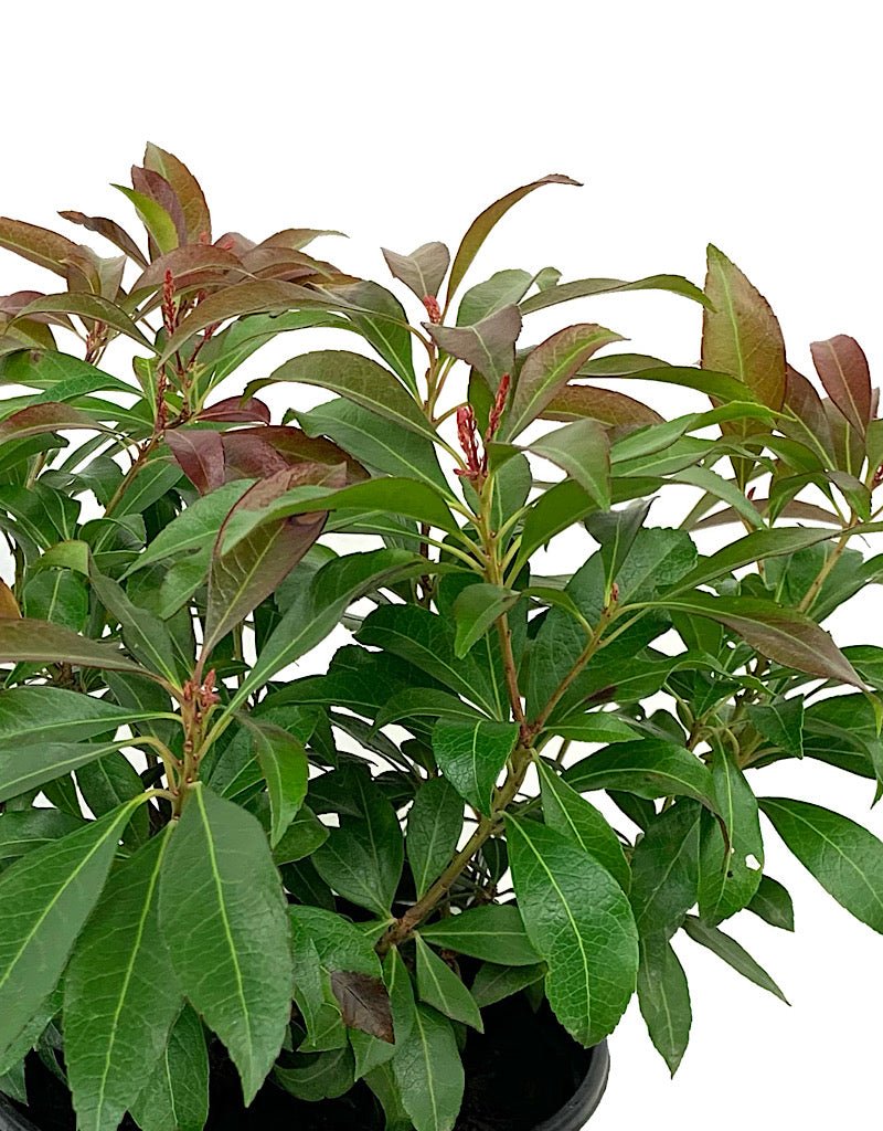 Pieris j. 'Katsura' 1 Gallon - The Garden Corner